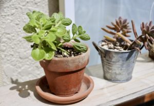 粗大ゴミで植木鉢を出す際にはどうしたら良い？主な注意点を解説！